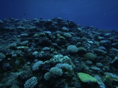 Click for image